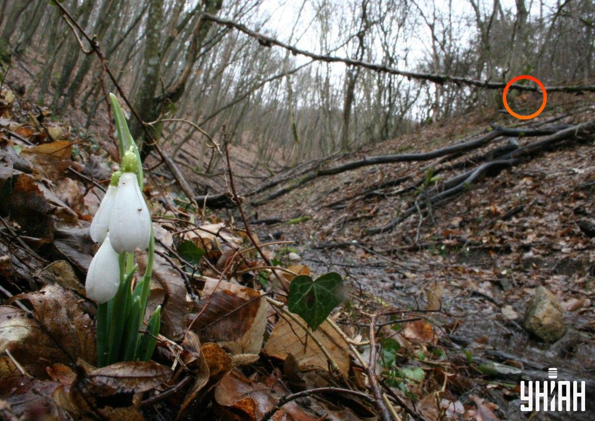 Lisica ni bila daleč od levega zgornjega kota slike / kolaž iz fotografije Moje