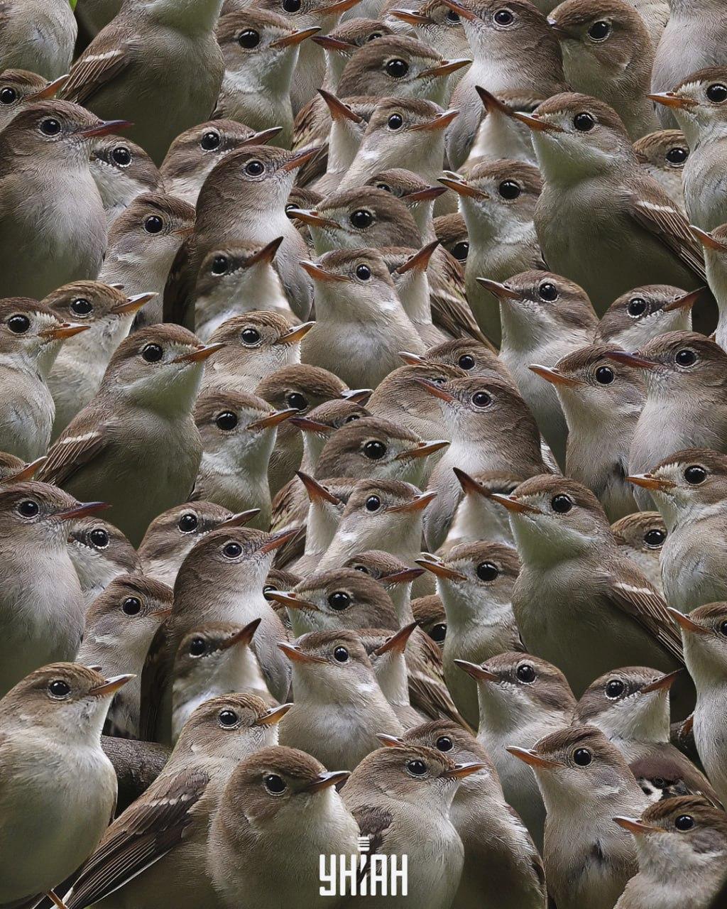 Vrabec med slavci / kolaž Moje Med slavci poiščite vrabca / kolaž Moje