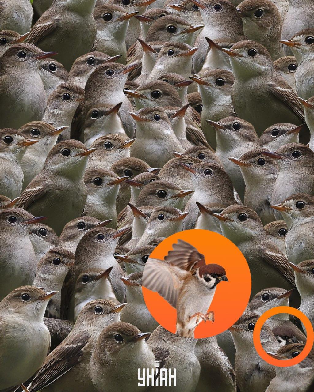 Vrabec je bil na dnu sestavljanke / kolaž Moje Vrabec je bil na dnu sestavljanke / kolaž Moje