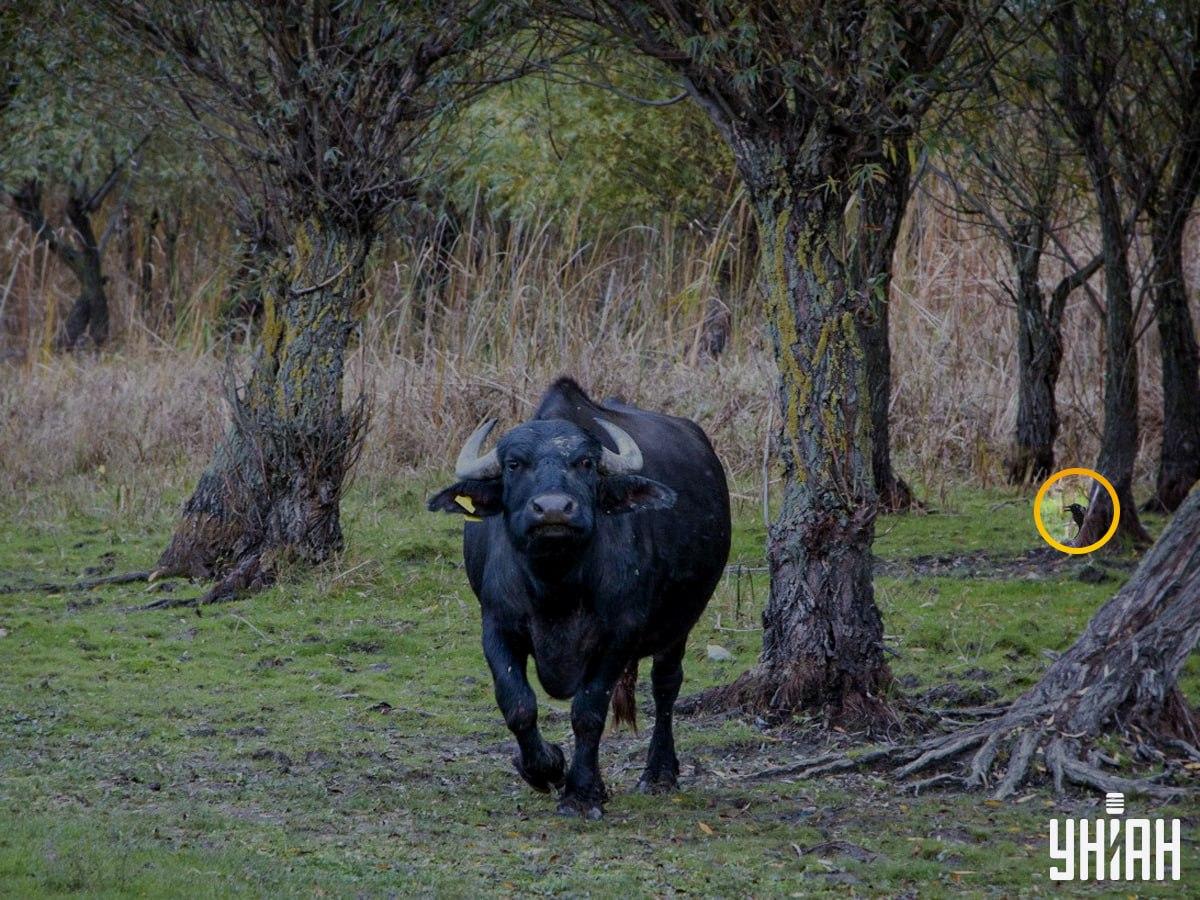 Ptica je bila na levi strani sestavljanke / kolaž s fotografijo Moje Ptica je bila na levi strani sestavljanke / Moje foto kolaž