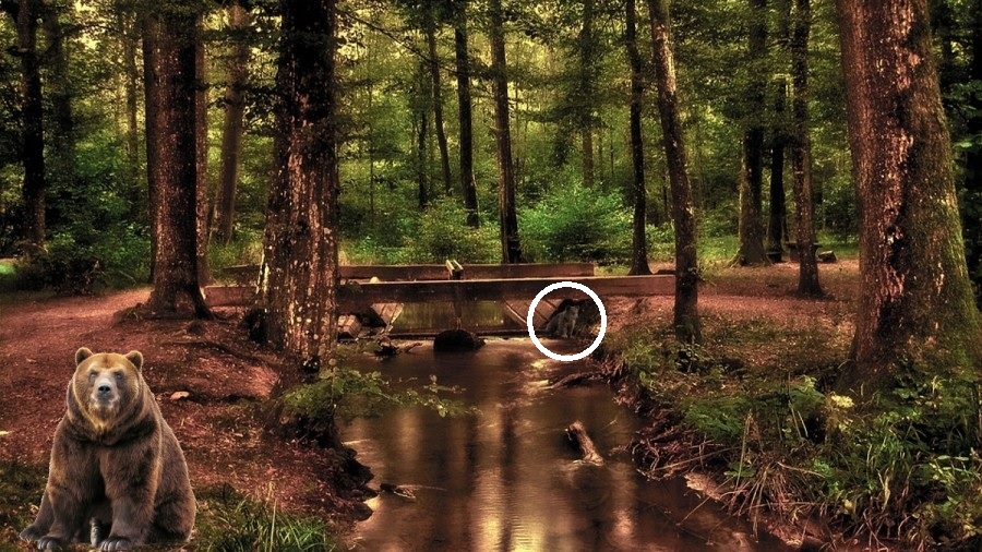 Optična iluzija Optična iluzija