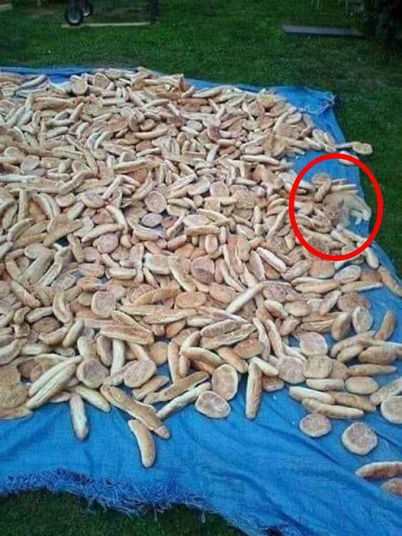 Optična iluzija za ljudi z orlovskim vidom: le genialci bodo našli mačko v 5 sekundah