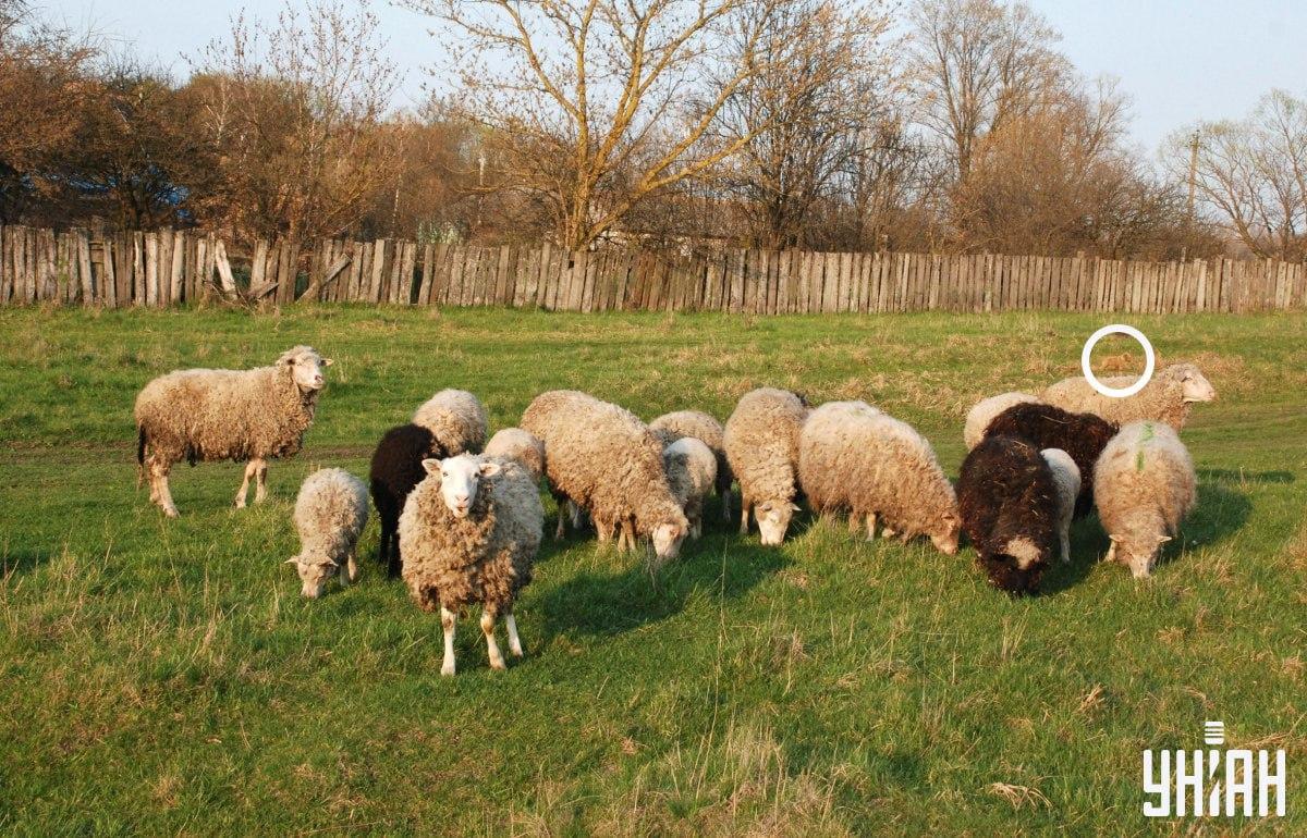 Pes je bil na levi strani slike / kolaž iz fotografije Moje Pes je bil na levi strani slike / kolaž iz fotografije Moje