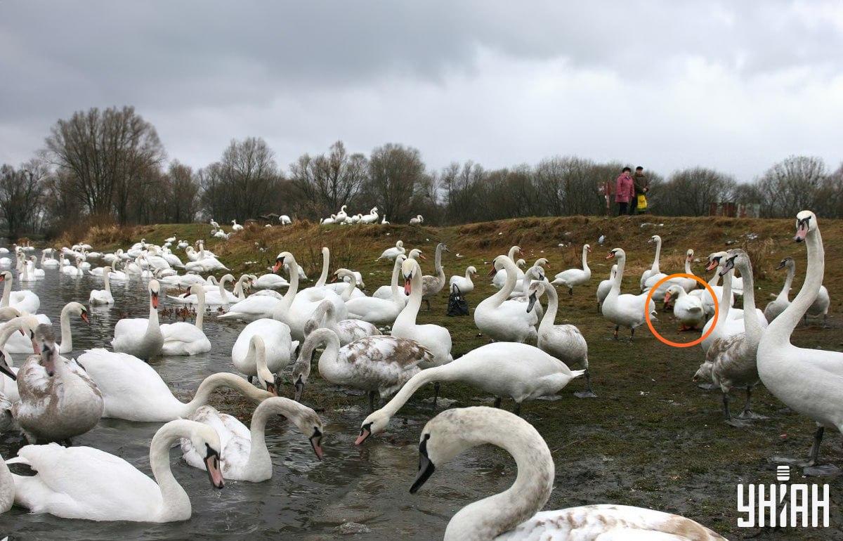 Gos je blizu središča slike / kolaž s fotografijo Moje Gosi so nedaleč od središča slike / kolaž s fotografijo Moje