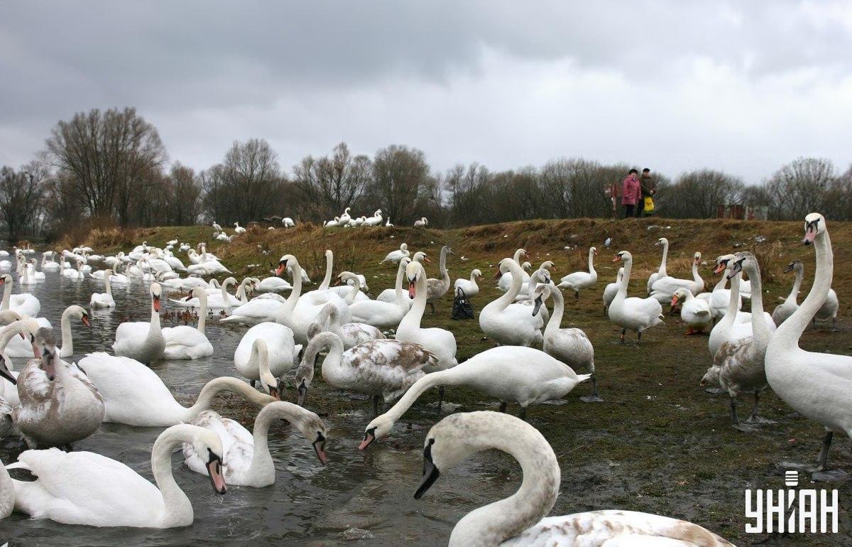Poišči gos med labodi v času / kolaž s fotografijo Moje Poišči gos med labodi v času / kolaž s fotografijo Moje