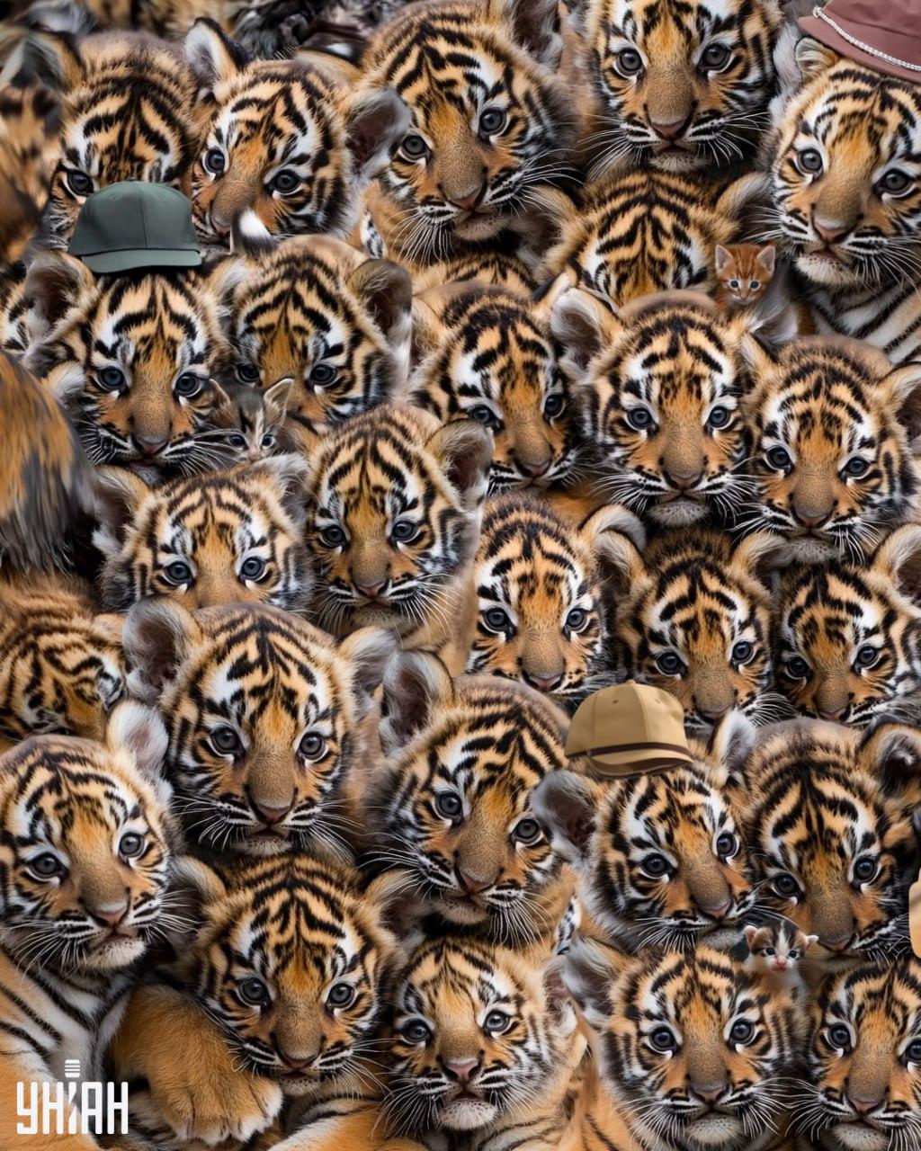 Med tigri najdite tri mačkone / Moje Med tigri poiščite tri mačkone / Moje