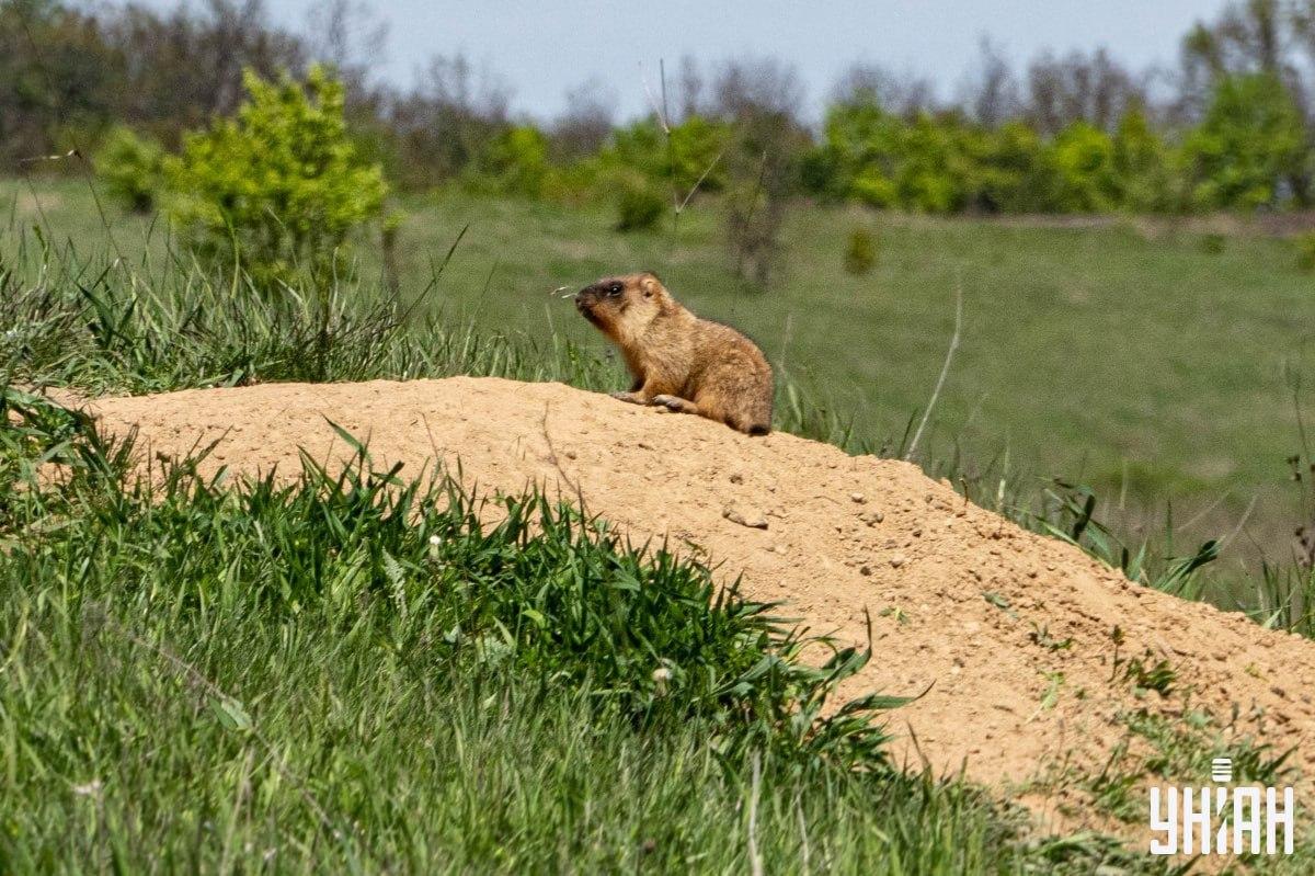 Najti moramo metulja / kolaž Moje