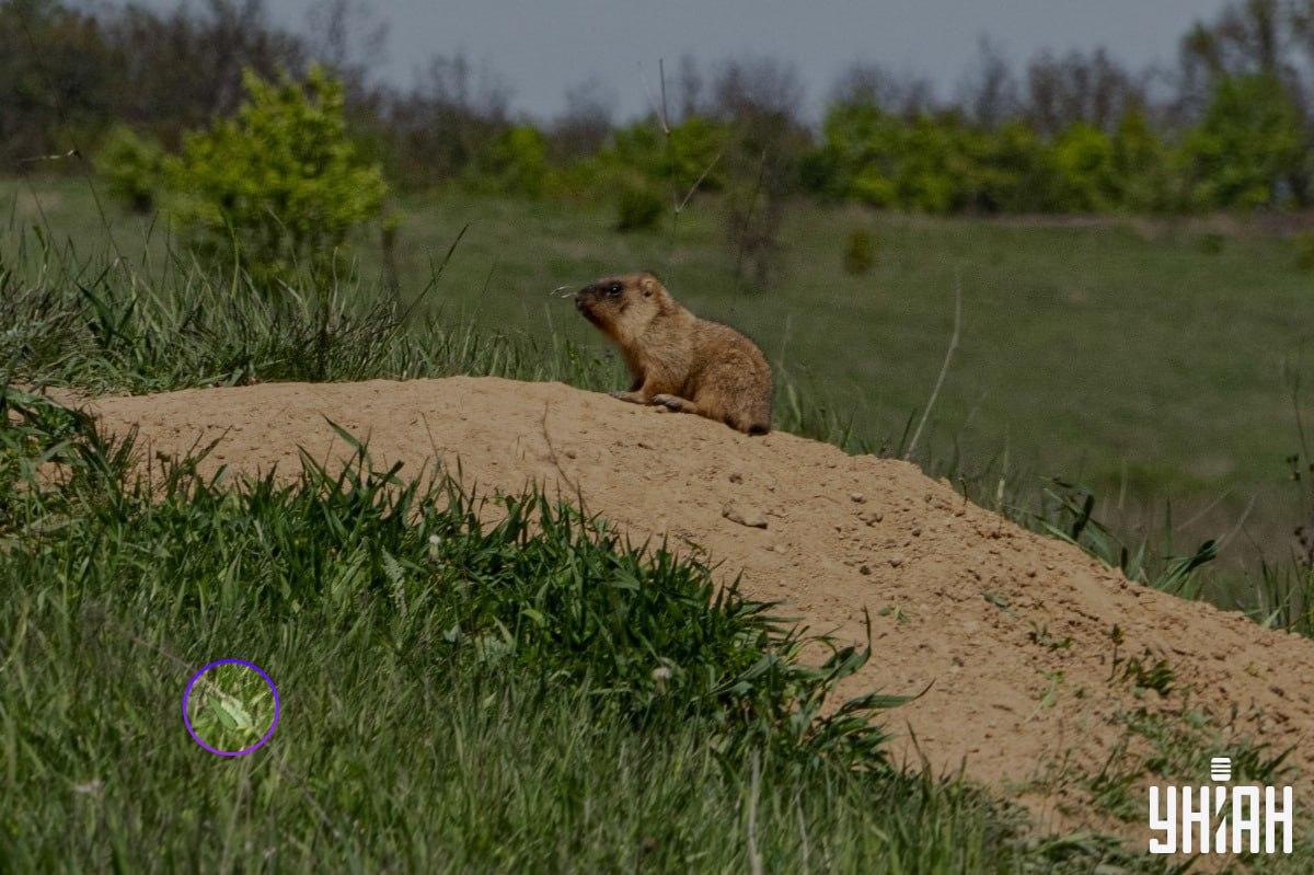 Metulj se je nahajal blizu enega od spodnjih kotov slike / kolaž Moje