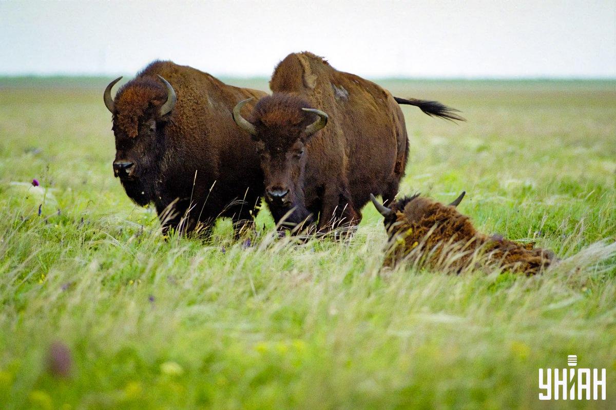 Poišči metulja v 8 sekundah / kolaž s fotografijo Moje