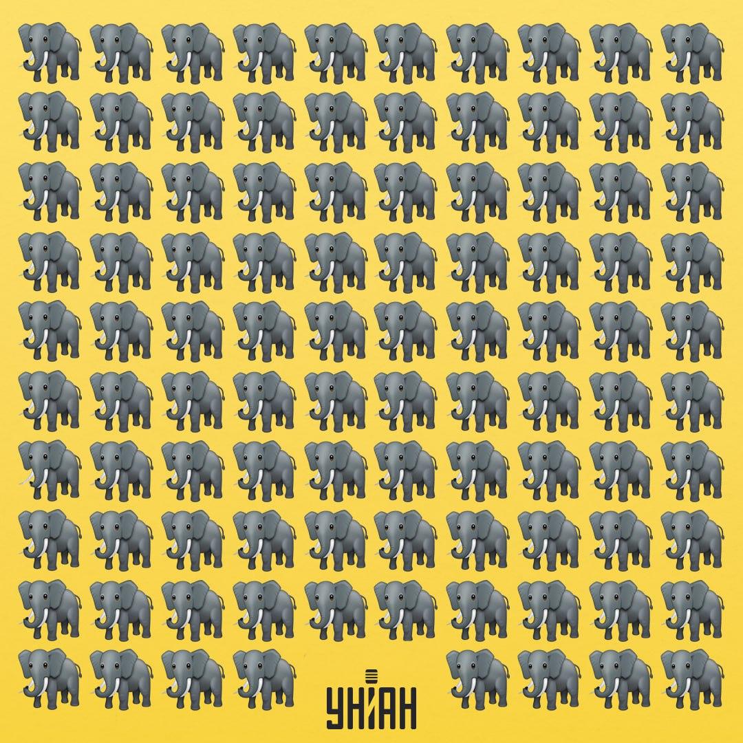 Poiskati moramo čudnega slona / kolaž Moje