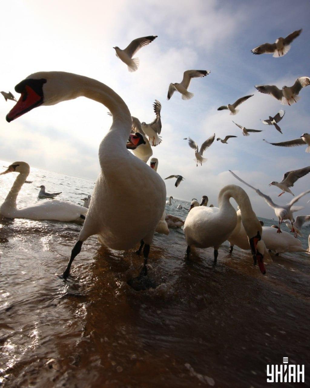 V manj kot 9 sekundah morate najti srako / Fotografija Moje