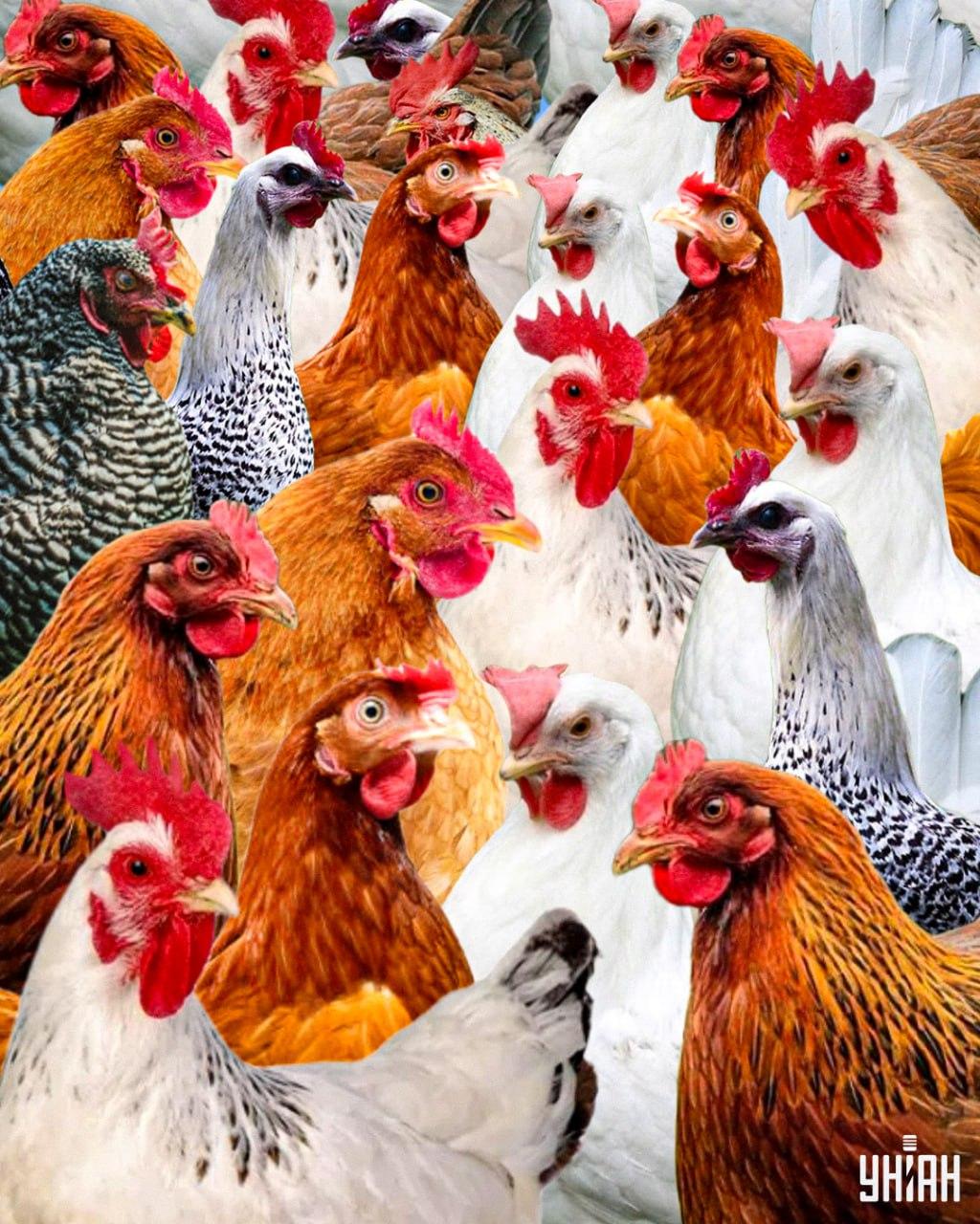 Za izsleditev zvitega petelina je potrebnih manj kot 10 sekund / kolaž Moje Za iskanje zvitega petelina potrebujete manj kot 10 sekund / kolaž Moje