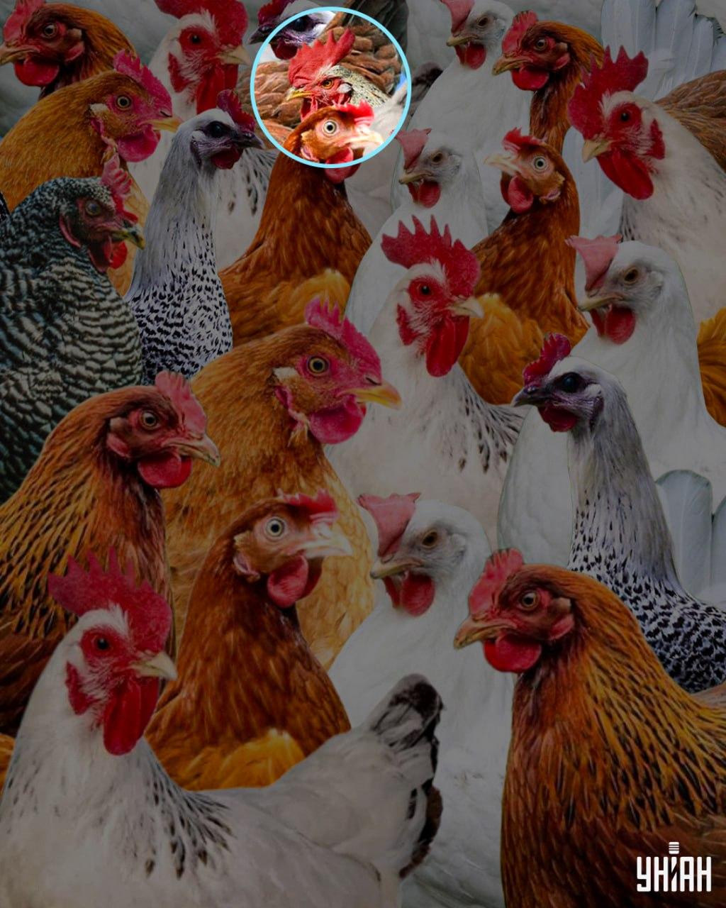 Zvit je ime za petelina, ki  Premeteni je bilo ime za petelina, ki je.