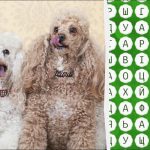 Da bi v 10 sekundah našli besedo "pudelj", morate imeti oči orla: zahtevna ugankarska igra. Da bi v 10 sekundah našli besedo “pudelj”, morate imeti