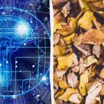 Hitri test IQ: v 9 sekundah poišči tri želve med