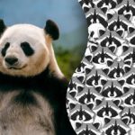 Iluzija za najbolj pozorne: le redki bodo lahko med rakunom našli pando Iluzija za najbolj pozorne: le redki bodo lahko med rakunom