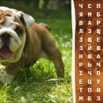 Kje je beseda "bulldog": za odgovor na uganko imate na voljo le 10 sekund. Kje je beseda “bulldog”: za odgovor na uganko imate na