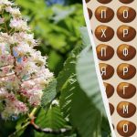 Le 2 % genijev bo v 11 sekundah našlo besedo