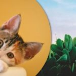 Le najbolj pozorni bodo med kaktusi našli mačko: zabavna optična iluzija Le najbolj pozorni bodo med kaktusi našli mačko: zabavna optična