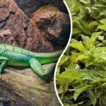 Le najostrejše oči bodo kuščarja našle v 3 sekundah: izjemna