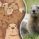 Le redki bodo uganili: v petih sekundah morate med številnimi