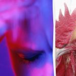 Le rojeni vohun bo v 13 sekundah razkril čudnega petelina: