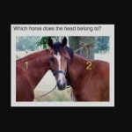 Na spletu se je pojavila nova uganka: to iluzijo lahko rešijo le ljudje z visokim IQ. Na spletu se je pojavila nova uganka: to iluzijo lahko