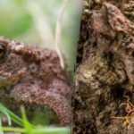 Optična iluzija izjemno zahtevne stopnje: videti morate žabo na sliki. Optična iluzija izjemno zahtevne stopnje: videti morate žabo na sliki.