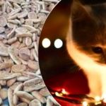 Optična iluzija za ljudi z orlovskim vidom: le geniji lahko najdejo mačko v 5 sekundah Optična iluzija za ljudi z orlovskim vidom: le geniji lahko