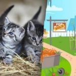 Uganka za ljubitelje mačk: v 15 sekundah morate na vrtu