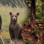 Uganka za najbolj pozorne: v gostem gozdu morate najti medvedka. Uganka za najbolj pozorne: v gostem gozdu morate najti medvedka.