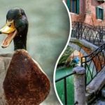 V 10 sekundah poiščite raco na sliki: le nekaj ljudi