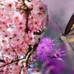 Večina ljudi ne bo našla metulja na drevesu: zapletena uganka