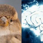 Vsi vidijo bizona, le nadarjeni pa v 7 sekundah najdejo