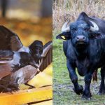 Vsi vidijo bizona, le redki pa v 6 sekundah najdejo