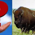 Vsi vidijo bizone, vi pa morate v 8 sekundah najti metulja: zelo zahtevna uganka Vsi vidijo bizone, vi pa morate v 8 sekundah najti