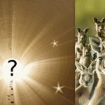 Vsi vidijo kenguruja, vi pa morate v 6 sekundah najti zajca: zapletena uganka Vsi vidijo kenguruja, vi pa morate v 6 sekundah najti