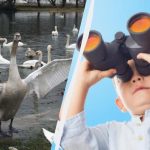 Vsi vidijo lebdeče labode, a le unicum najde raco v 10 sekundah: zahtevna uganka Vsi vidijo lebdeče labode, a le unicum najde raco v