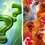 Vsi vidijo piščance, vi pa morate v 7 sekundah najti