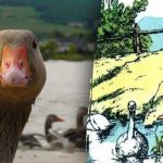 Zapletena uganka: le pravi detektiv bo našel peto gos v