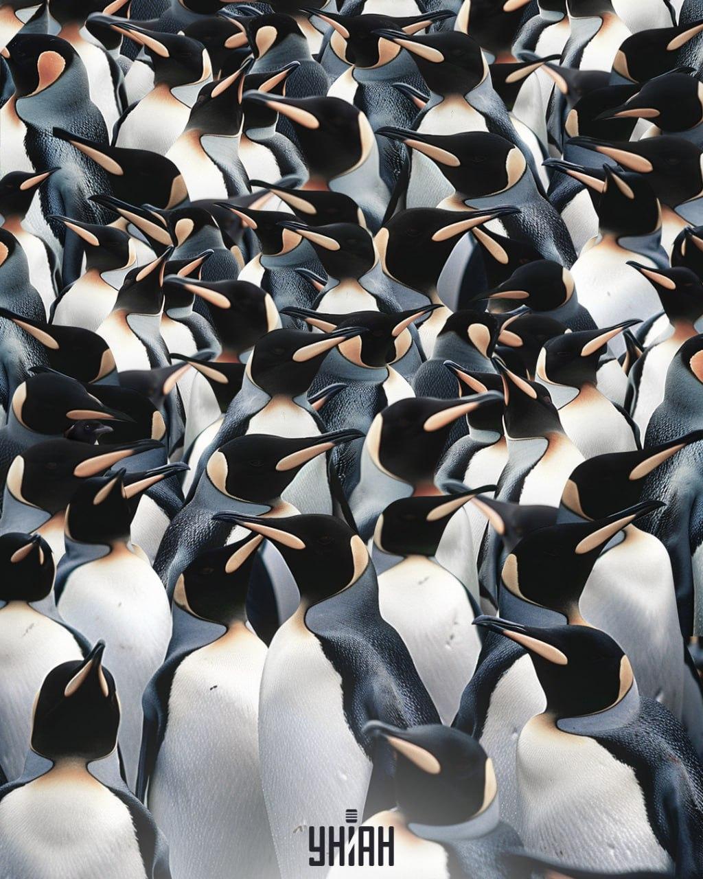 Med kupom pingvinov je treba najti strako / kolaž Moje