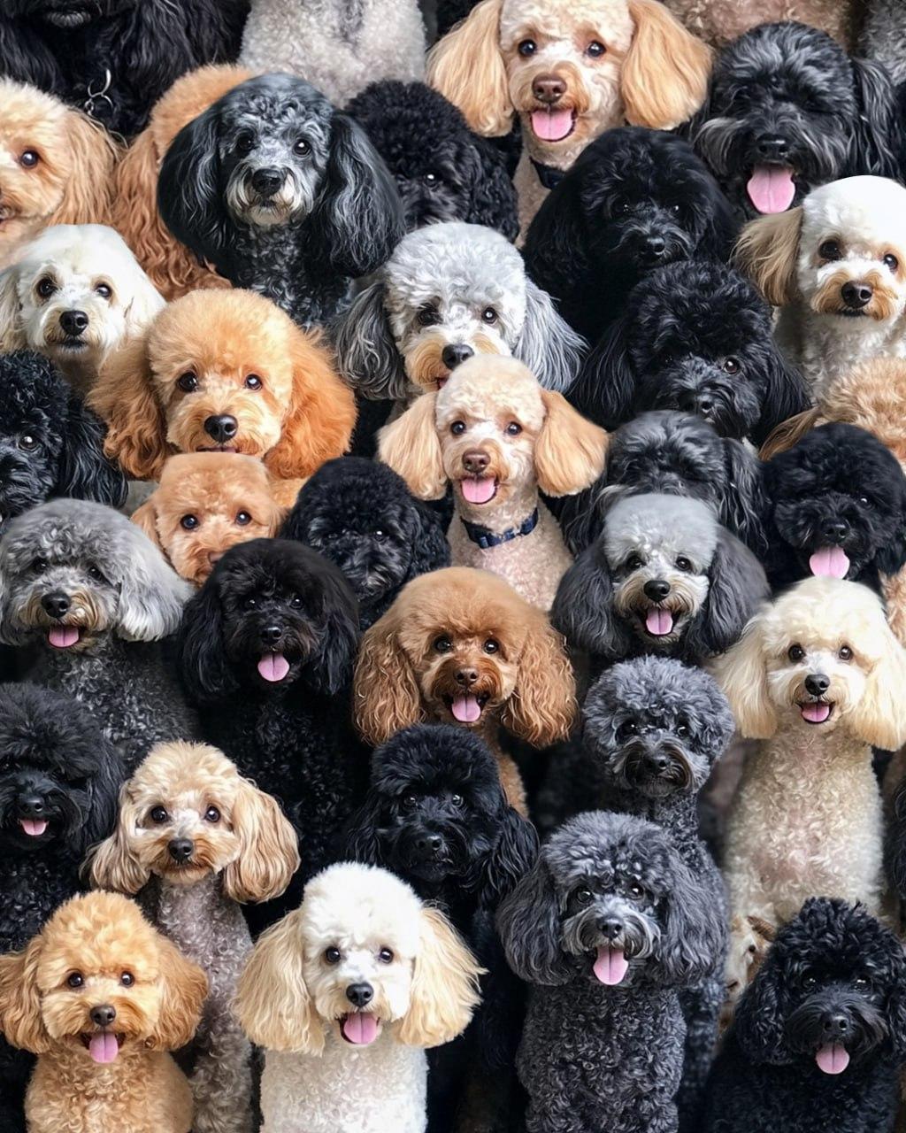 Na optični uganki je treba najti ovco / kolaž Moje