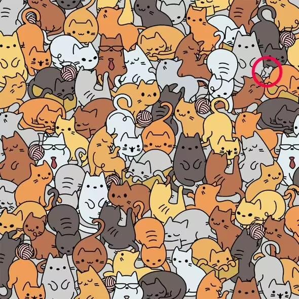 Rešitev / Everypaw Zavarovanje hišnih živali