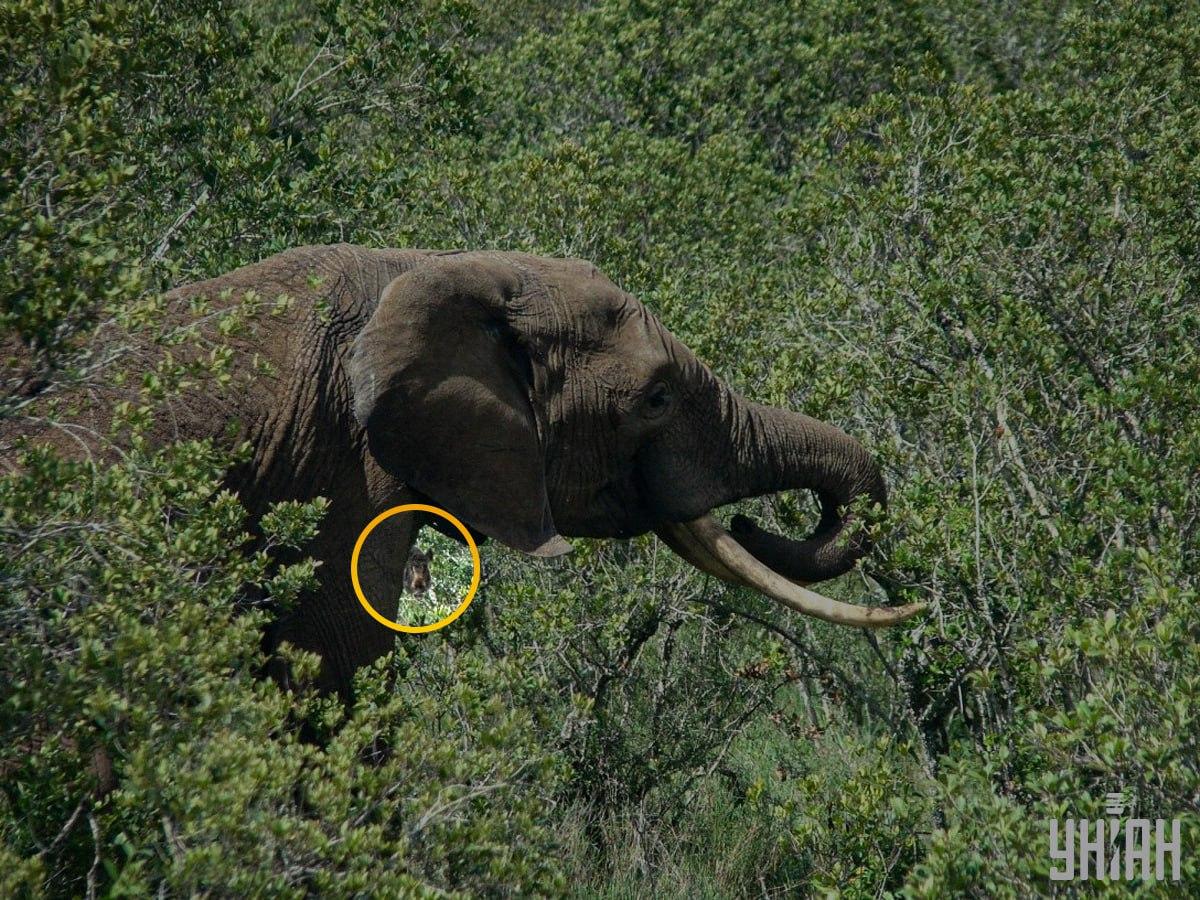 Kanec je bil skoraj v središču sestavljanke / kolaž s fotografijo Moje