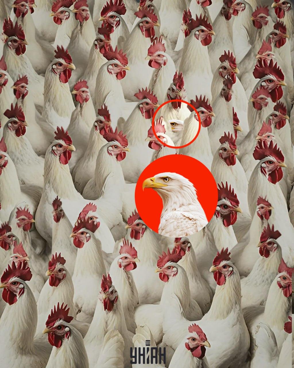 Orla lahko hitro najdete, če si zapomnite, da nima grba / kolaž Moje