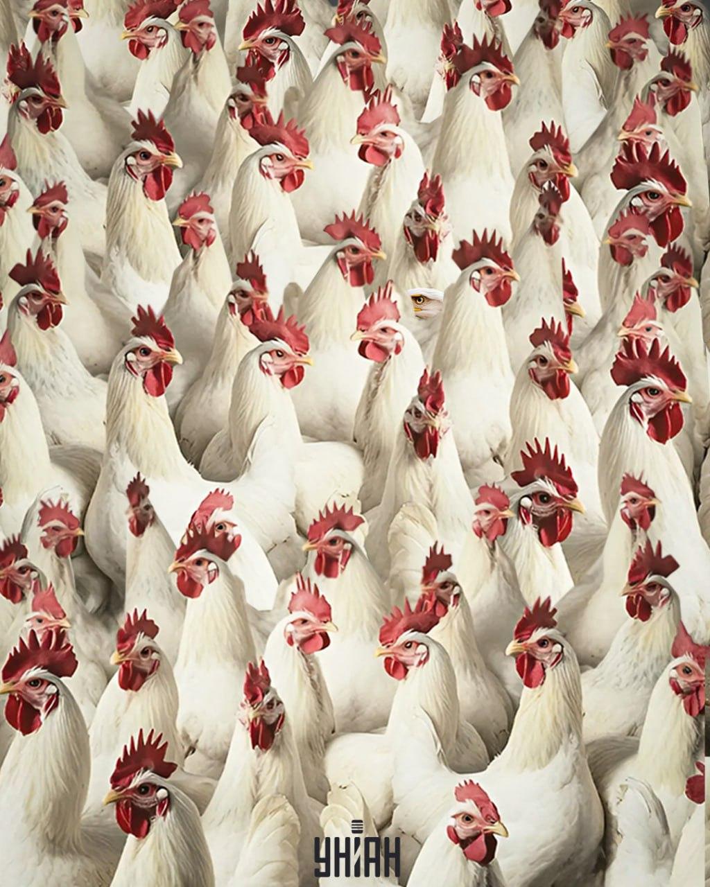 Za iskanje orla je potrebnih 5 sekund / kolaž Moje