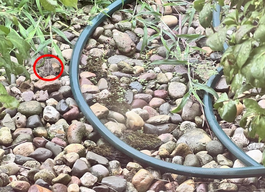 Razkritje optične iluzije