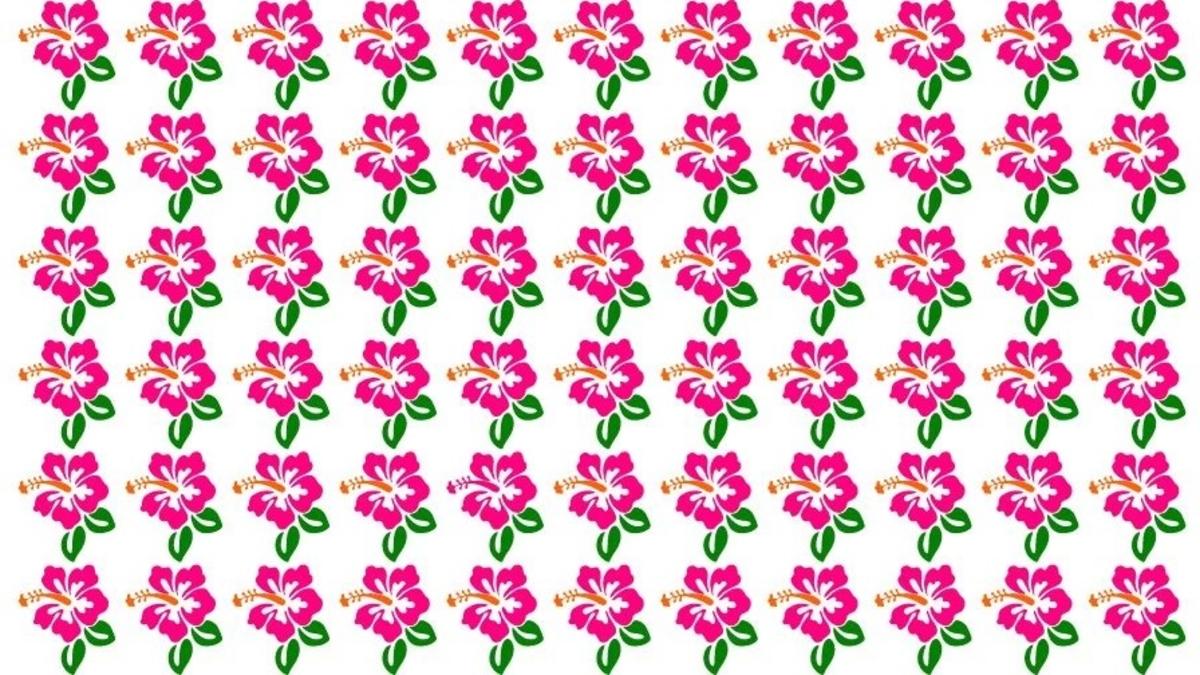 Poiščite nenavaden hibiskus na sliki / foto: Fresherslive