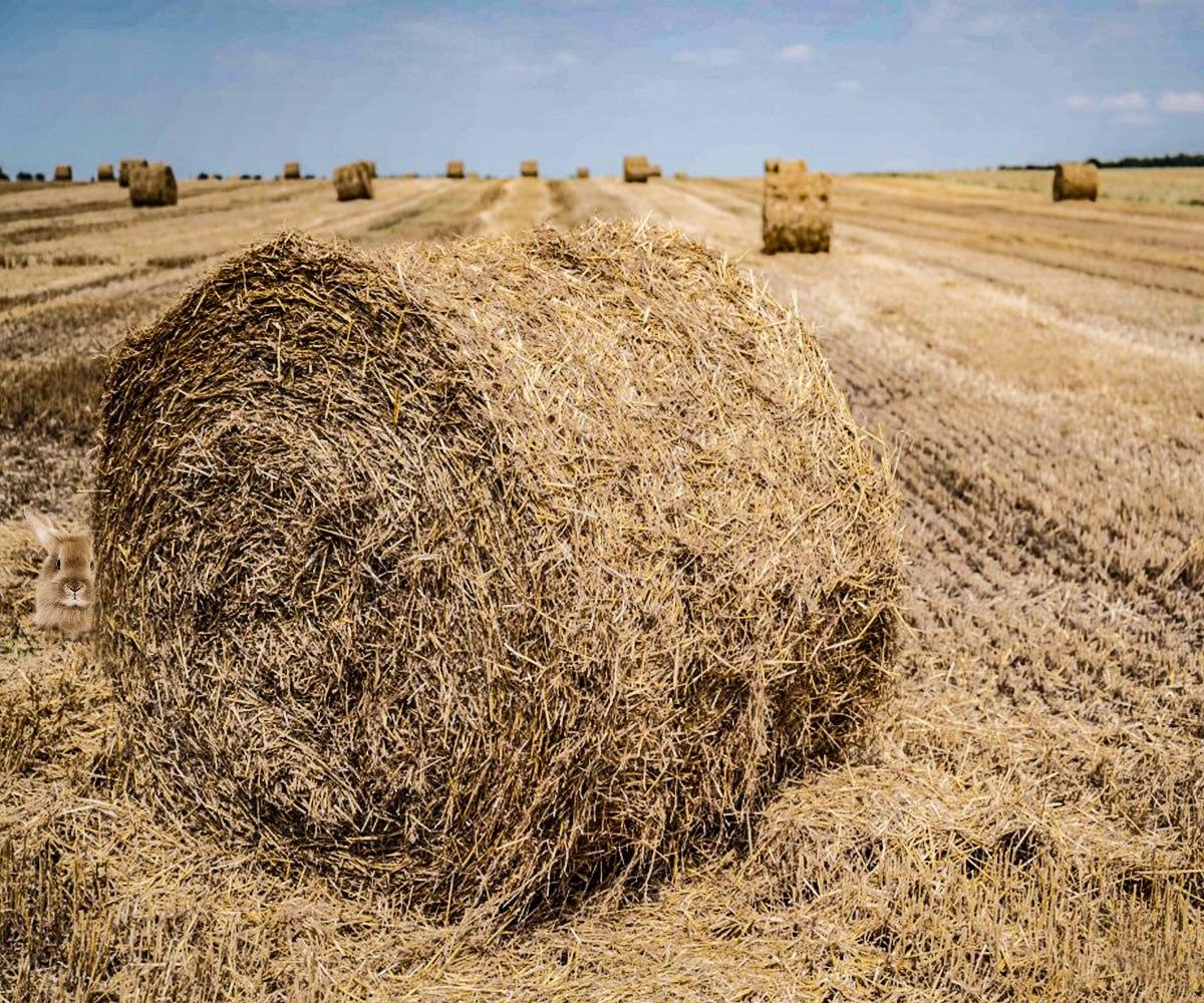 Za iskanje skrite živali imate na voljo le nekaj sekund / kolaž Moje