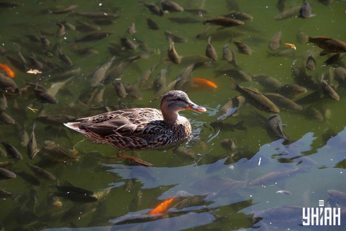 Ugotovite, kje na sliki je lena žaba - na voljo imate le nekaj sekund / kolaž iz fotografije Moje